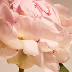 A Thousand Wishes