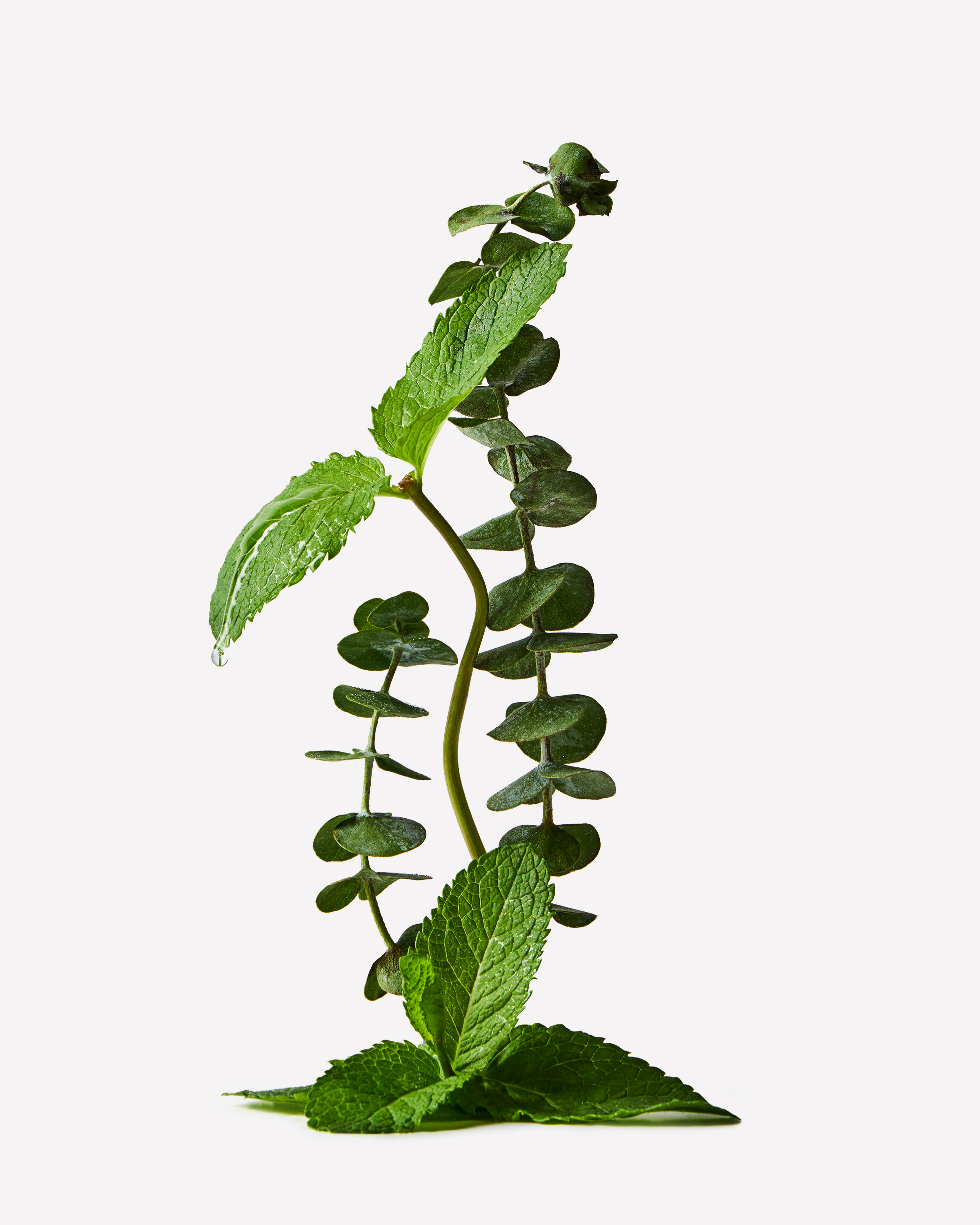 Lumânare Aromatherapy Stress Relief Eucalyptus + Spearmint cu trei fitiluri aprinse