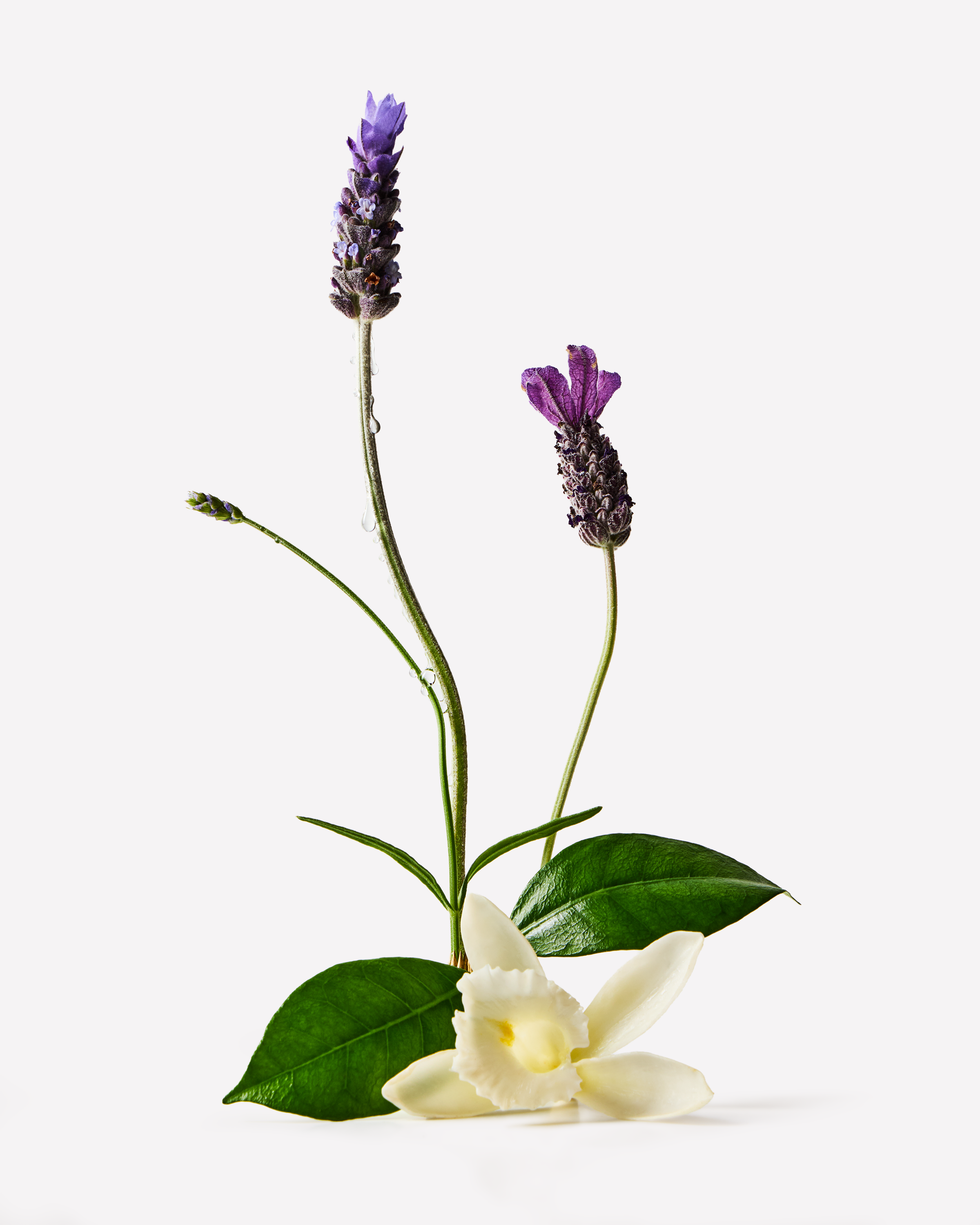 Lavender + Vanilla – cremă de corp Bath & Body Works din colecția aromaterapeutică