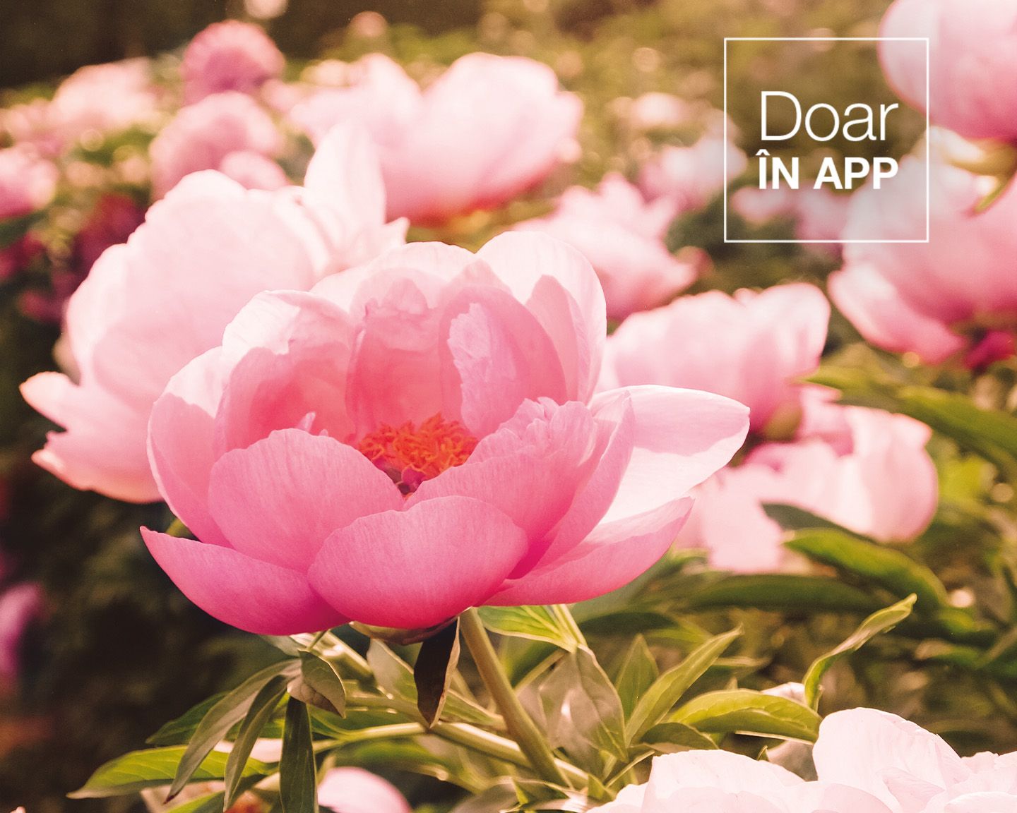 Livrare gratuita doar in APP